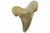 Serrated Sokolovi (Auriculatus) Shark Tooth - Dakhla, Morocco #312652-1